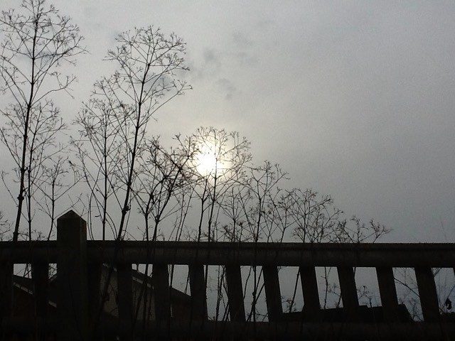 image of winter sun shining through joe-pye weed