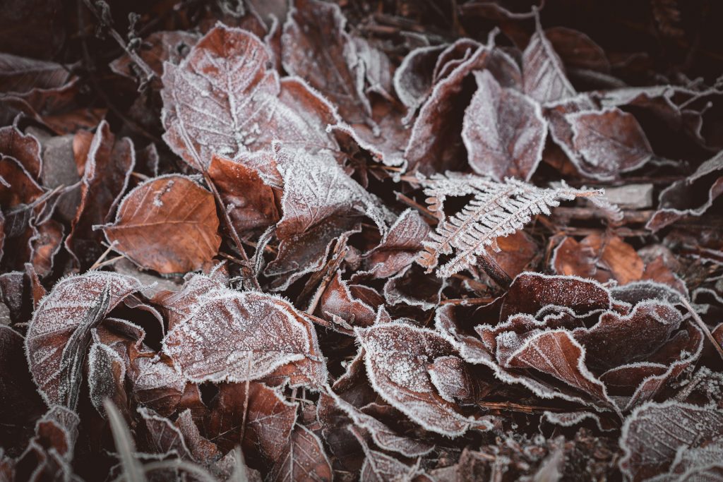 image of frost-covered leaves on the ground