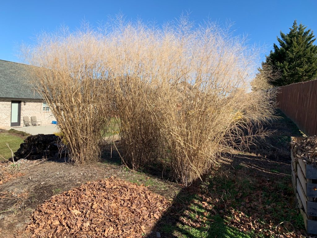 image of switchgrass screen in winter