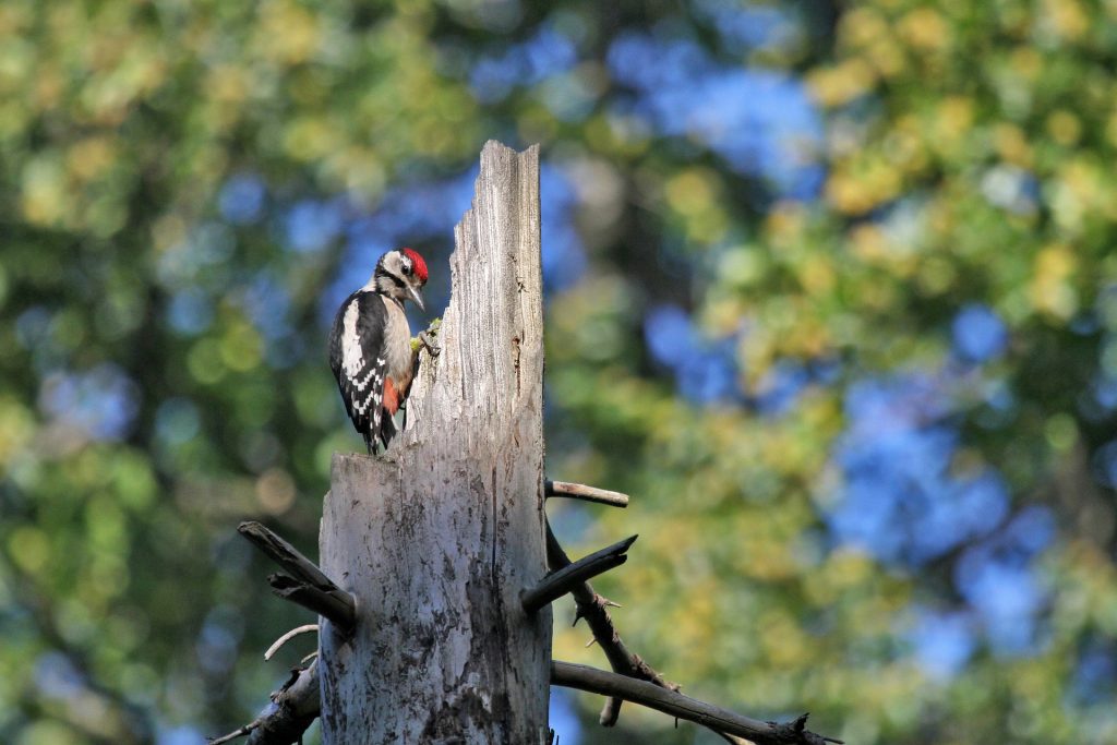 image of woodpecker in dead tree