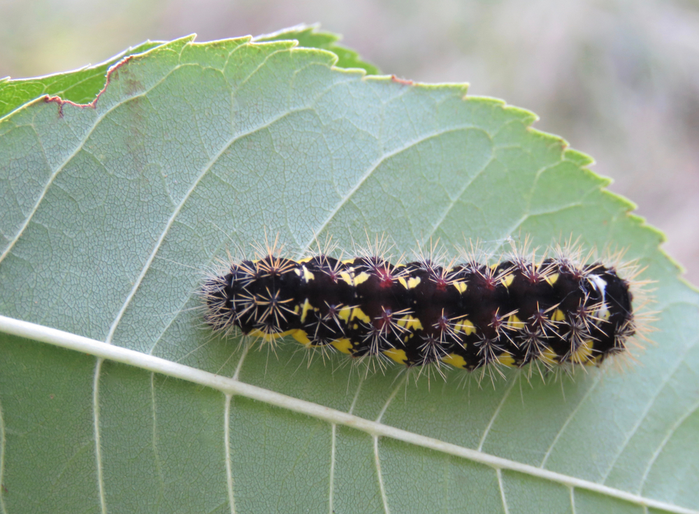 caterpillar on tree leaf