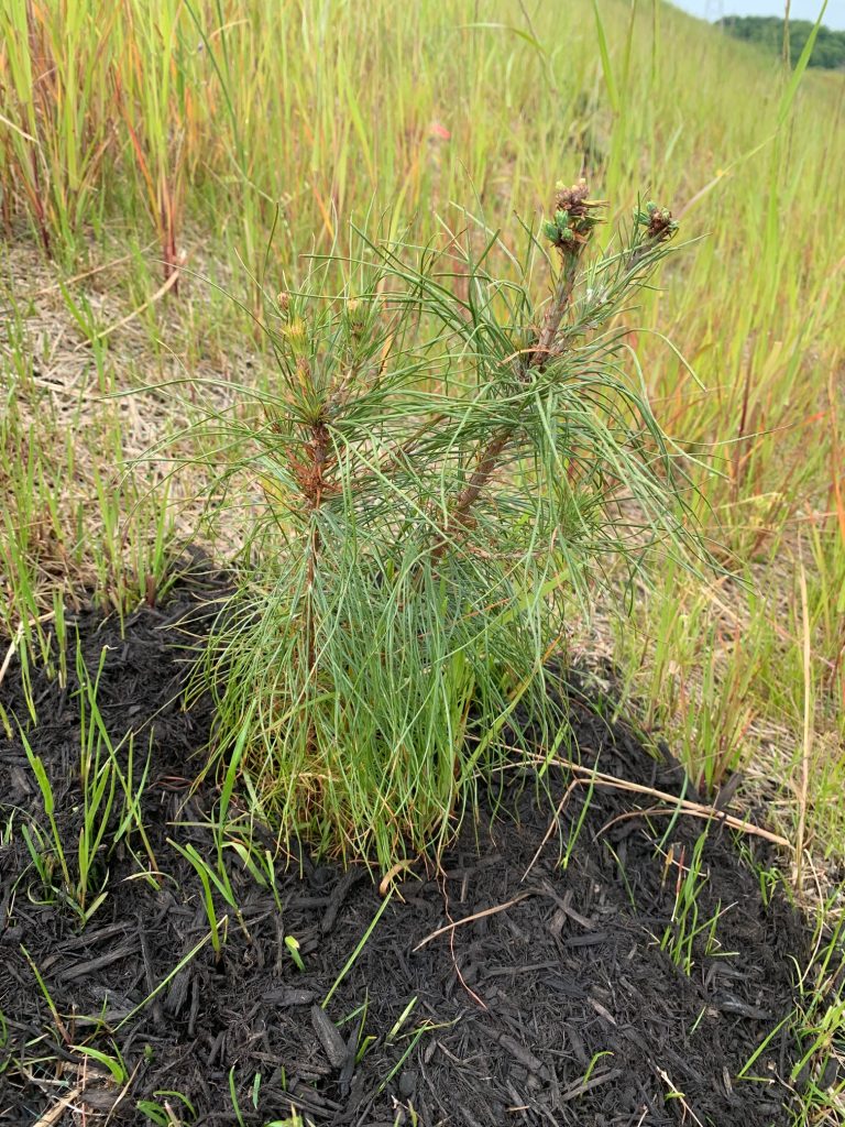 image of pine seedling