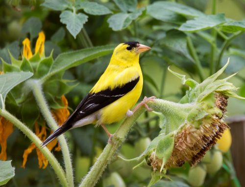 Plan for a Goldfinch-Friendly Yard