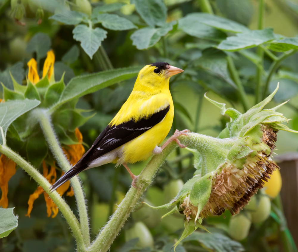 image of goldfinch on sunflower