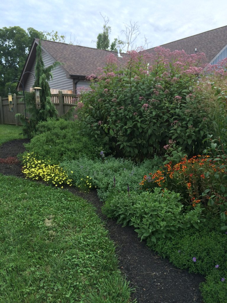 image of native perennial border