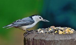 Nuthatch Feeding