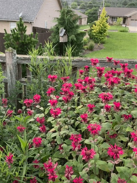 image of bluebird box near native flowers