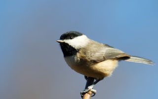 image of chickadee