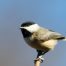 image of chickadee