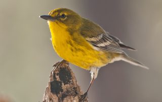 image of pine warbler