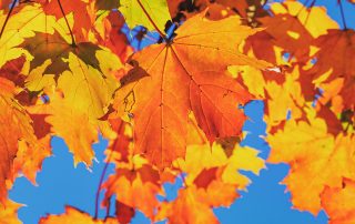 image of sugar maple leaves