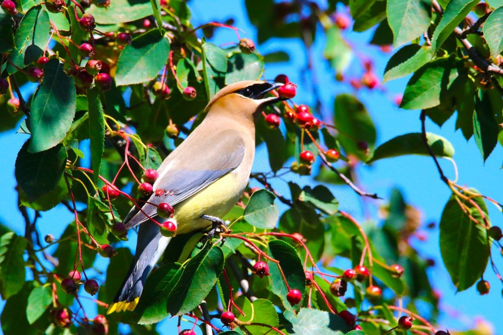 image of cedar waxwing eating serviceberries