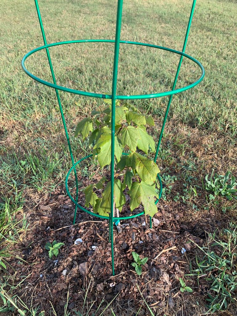 image of sugar maple sapling