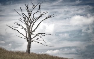 image of dead tree in meadow