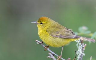 image of orange crowned warbler