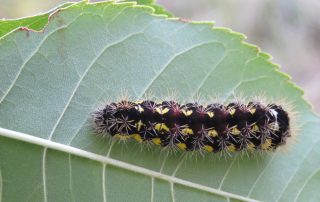 caterpillar on tree leaf