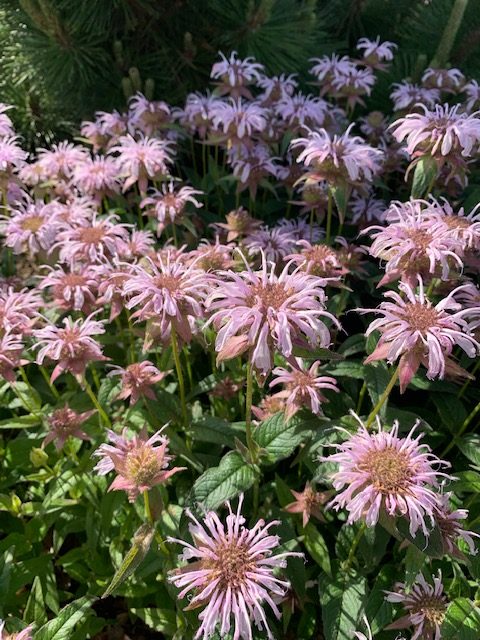 image of bradbury's monarda flowers in bloom