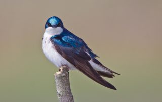 image of tree swallow perched on twig