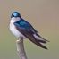 image of tree swallow perched on twig
