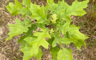 image of oak tree seedling