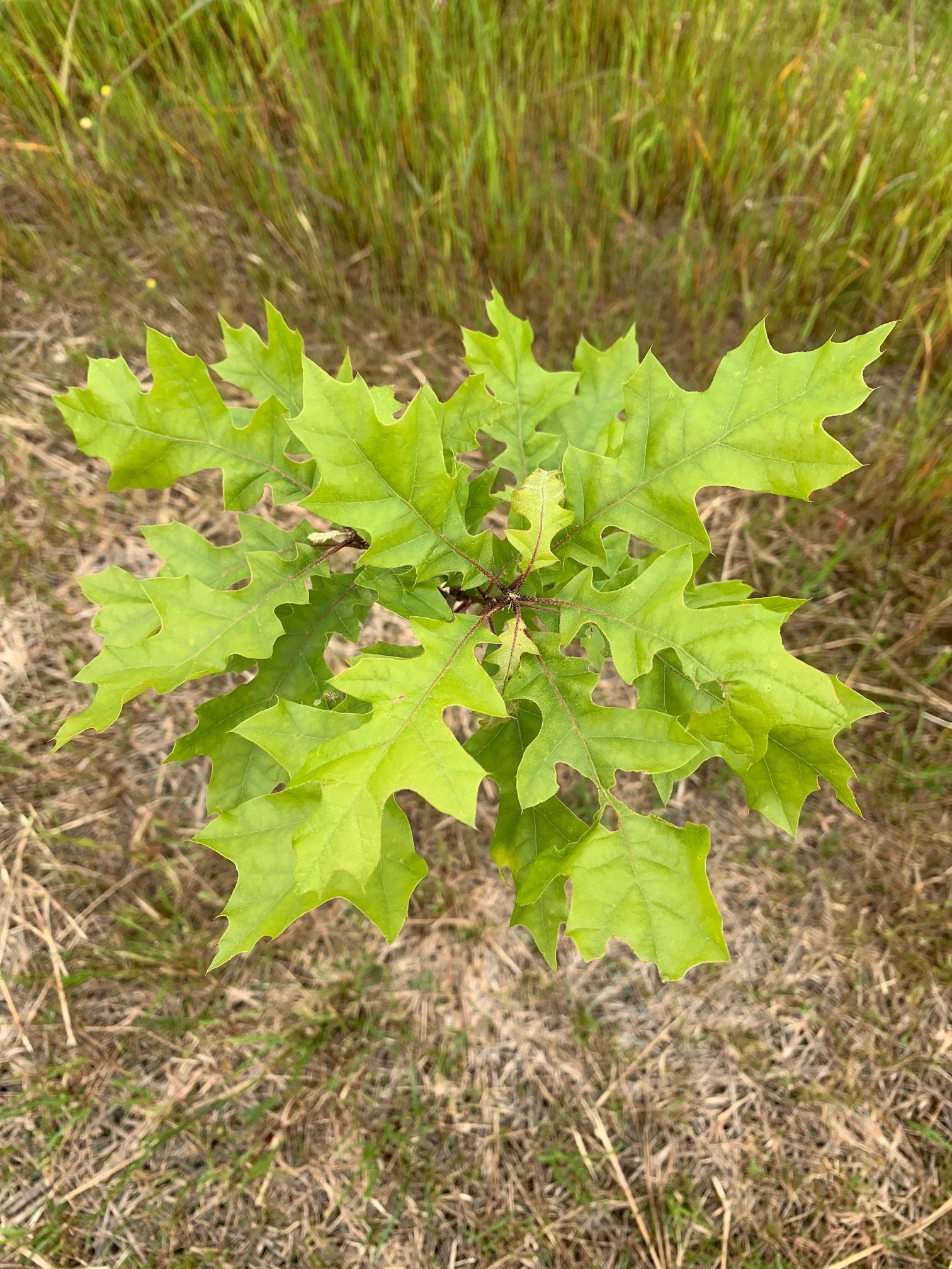 image of oak tree seedling