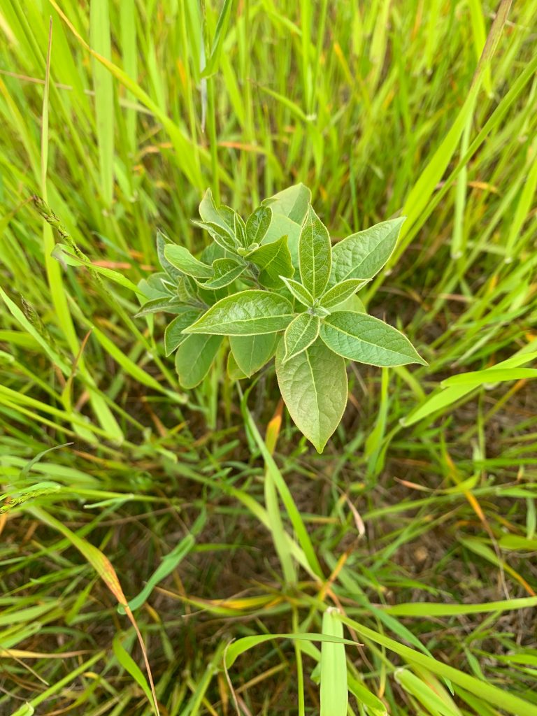 image of persimmon seedling