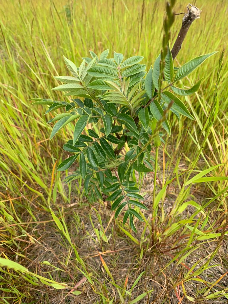 image of sumac seedling