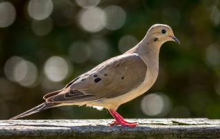 image of mourning dove