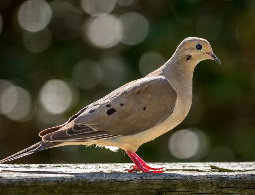 Five Small Ways to Help Backyard Birds