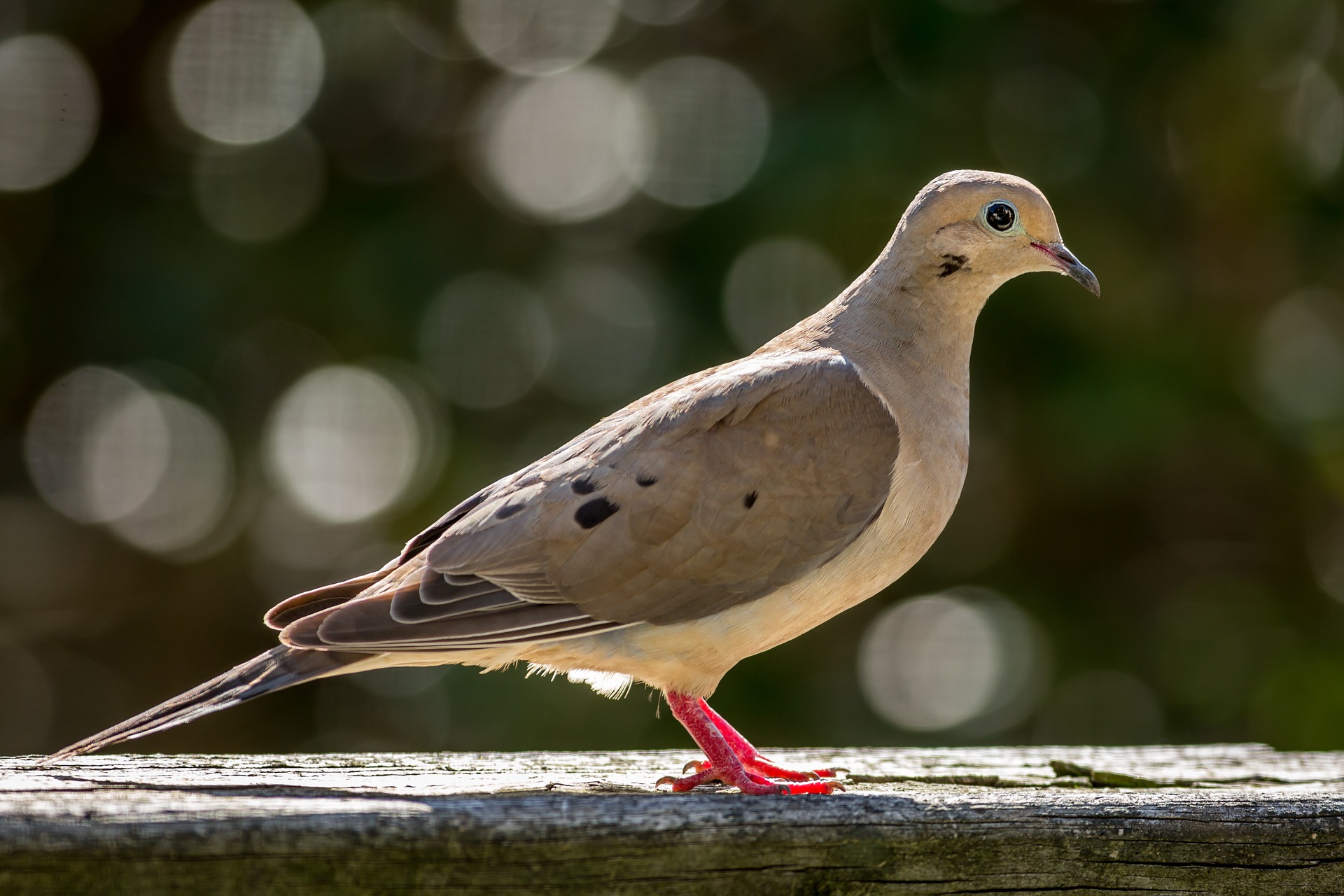 image of mourning dove