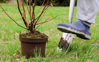 image of gardener planting a shrub