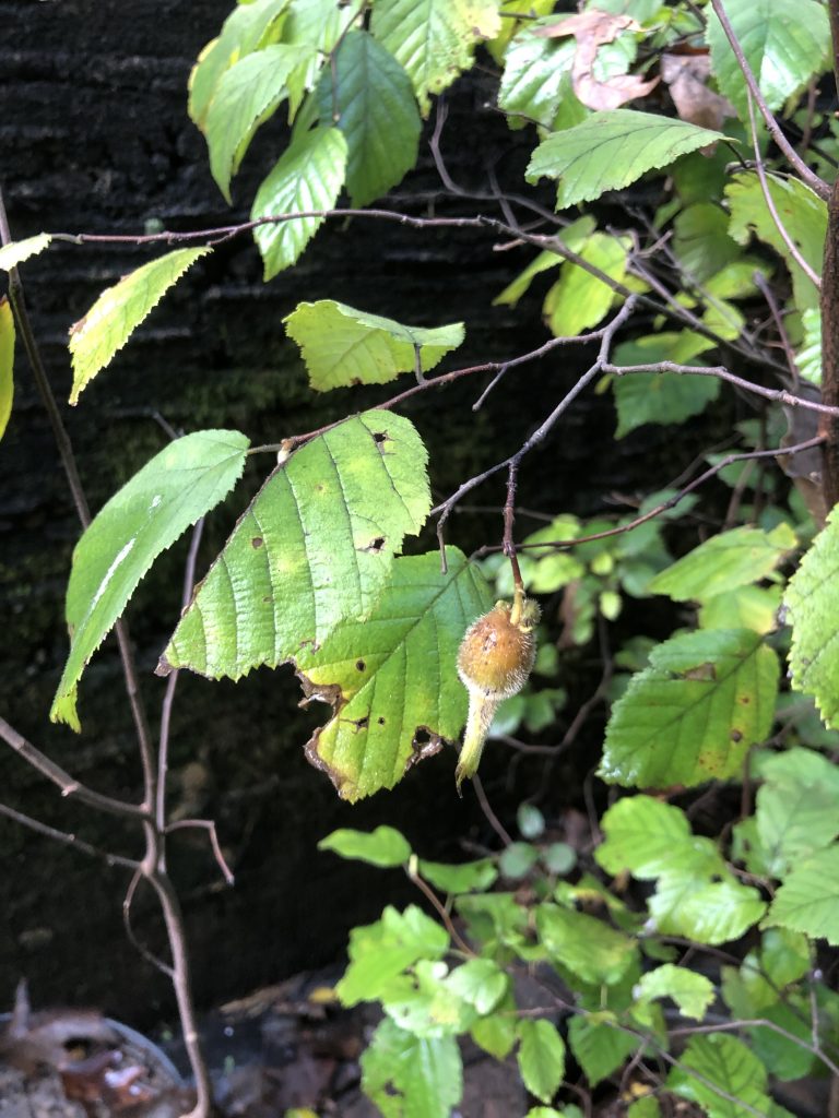 image of beaked hazelnut