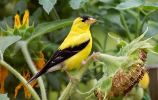 image of goldfinch on sunflower