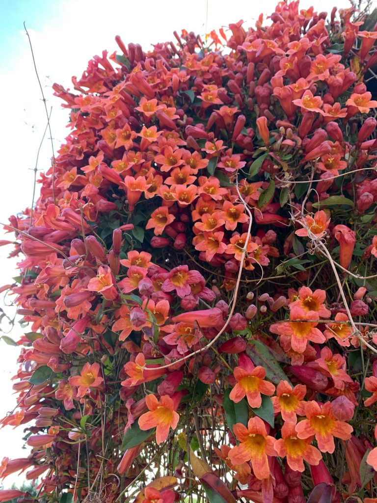 Closeup of crossvine blooms