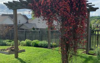 image of blooming vine on arbor